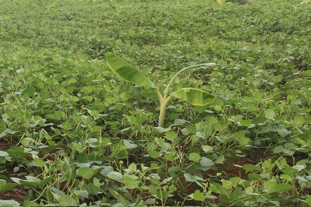 Intercropping of mung bean and banana in the uplands