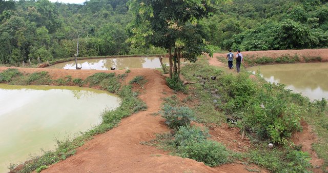 Fish pond construction on slope area on clayey subsoil for water harvesting