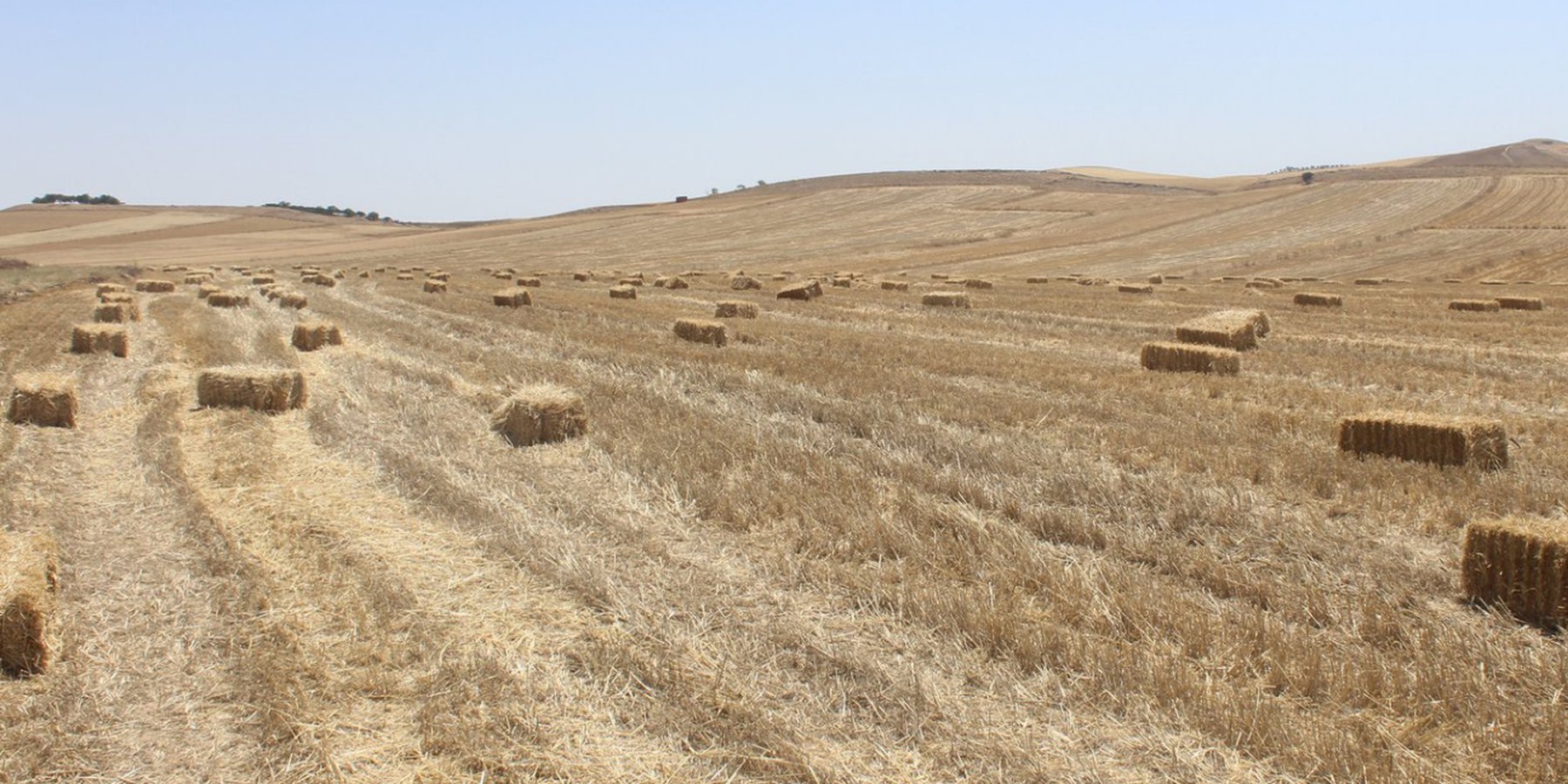 A farm field with a mulch soil cover. The bales of straw are a result of the harvesting by a combine. The stubble is used for limited grazing, Tunisia