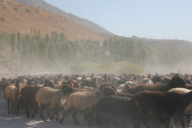 Herds movement and roaming at different altitude/watershed zone