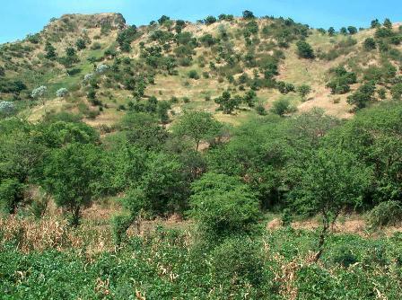 Photo prise en période sèche. L'arborisation est réalisée avec une espèce qui résiste bien à la sécheresse et qui s'est bien adaptée aux conditions difficiles du Cap Vert.