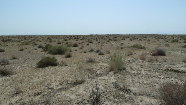 Посадка саксаула для стабилизации песчаных почв