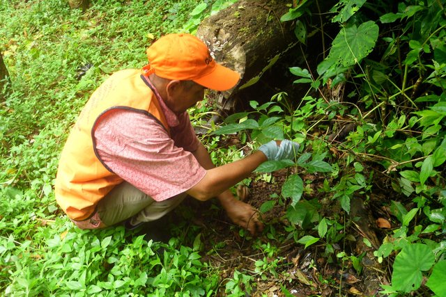 Community protection of microbasins through reforestation