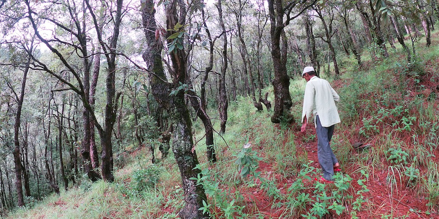 Oak Plantation in the Nakina Forest