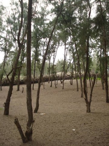 Fixation des dunes   avec  Casuarina equisetifolia