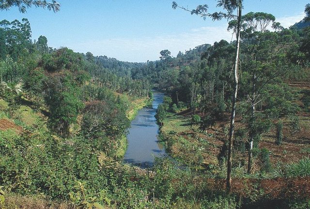 Grevillea agroforestry system