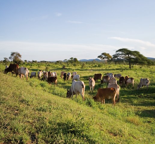 Dedha grazing system as a natural resource management technology