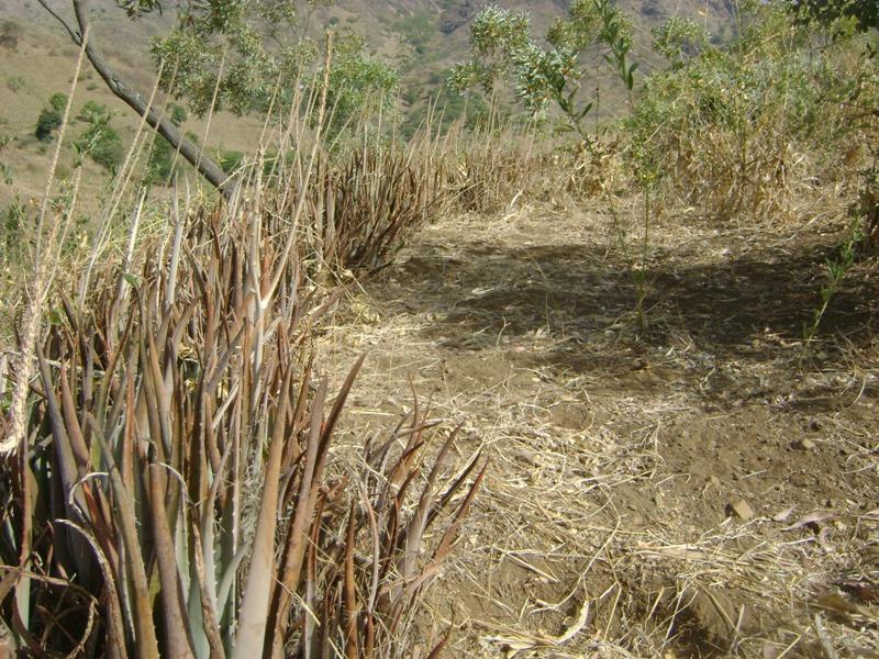 Vue détaillée de barrières végétales d’Aloe vera : la terre s’accumule en amont des barrières