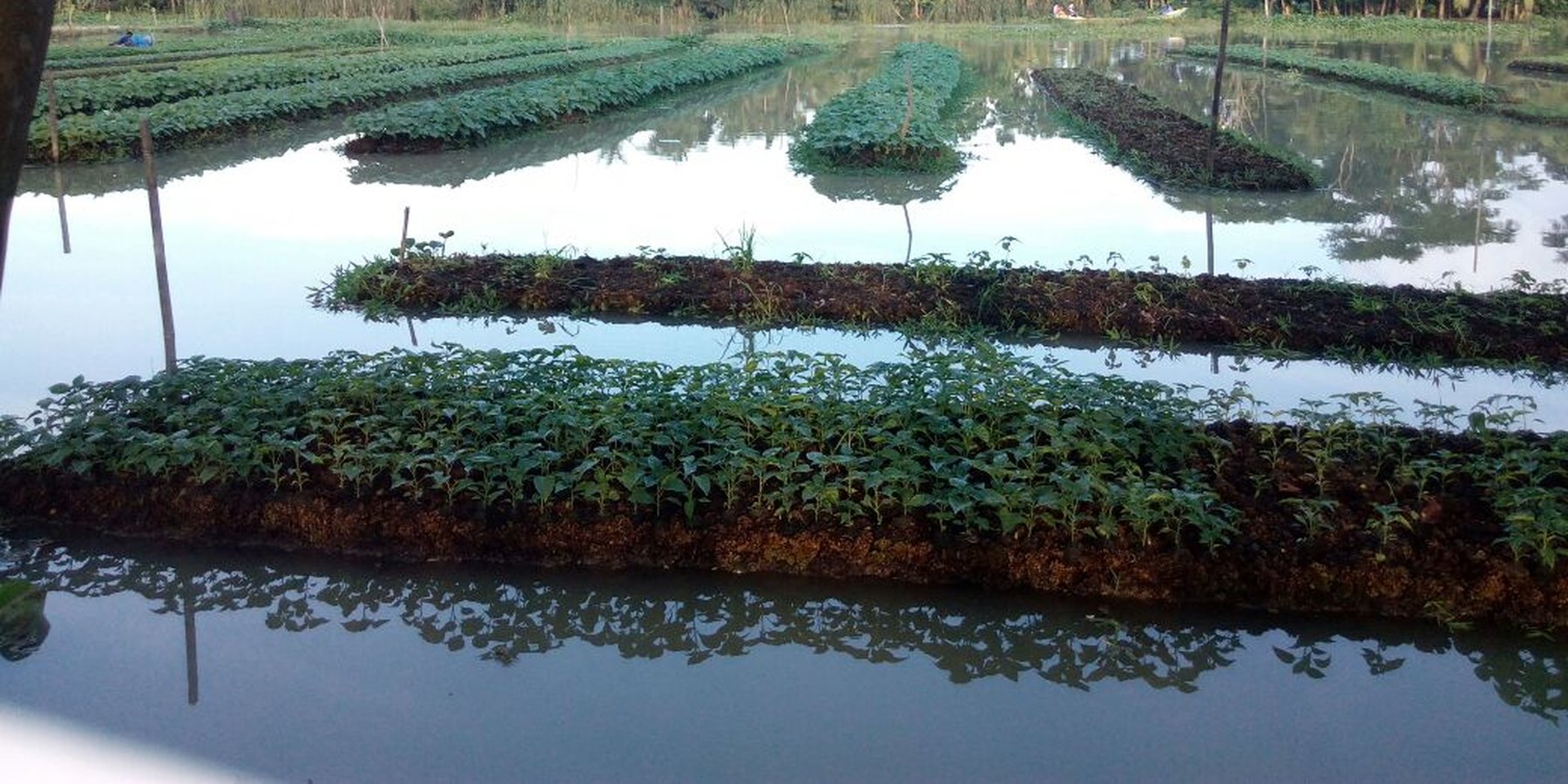 Floating agriculture on waterlogged soil