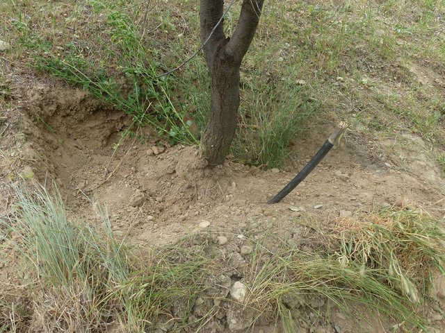 A woollen water retention bed installed under the roots of a tree irrigated by a pipe feed.