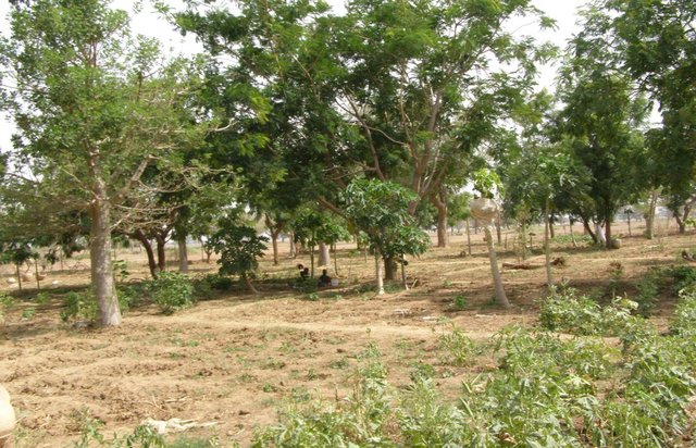 Combining agroforestry and gardening to rehabilitate barren lands: the case of the Benkadi cooperative of Syn village