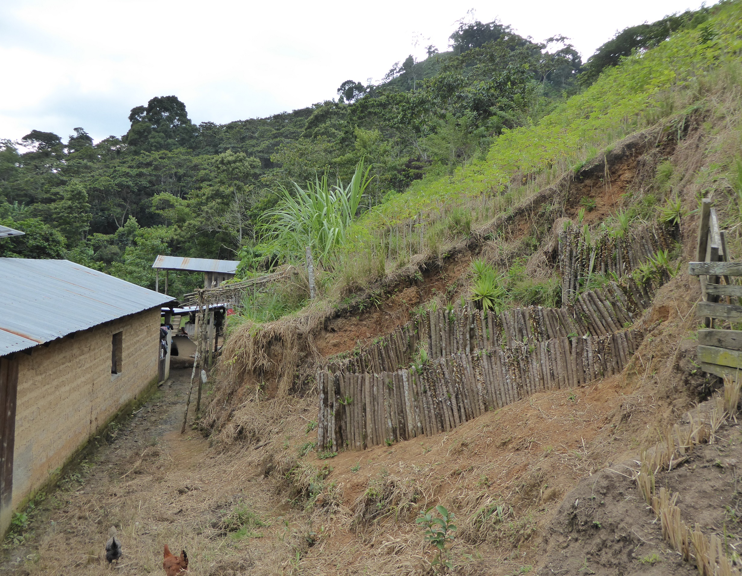 A V-shaped catchment fence using izote (Yucca sp.) plants to prevent gully erosion and protect a nearby house .