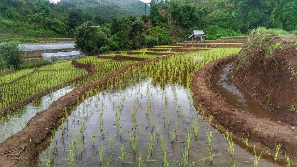 Small irrigation system for highland rice terraces in the northern region of Thailand