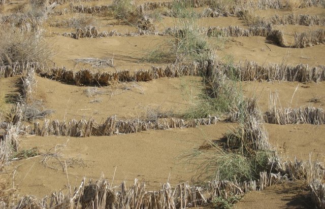 Stabilization and afforestation of sand dunes around settlements in the Karakum Desert (CACILM)