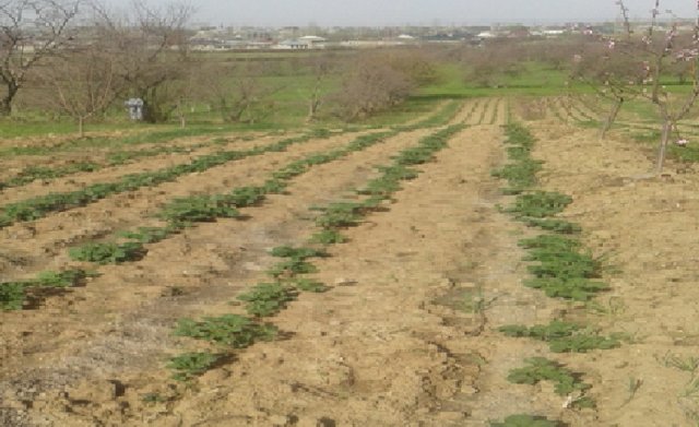 Посев  картошки   без грядным методом для сохранения почвенного плодородия  от эрозии и сокращения затрата труда на склонных землях.