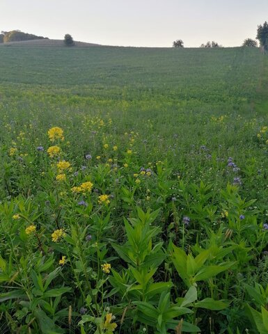 Non-winter-hardy honey-producing cover crops
