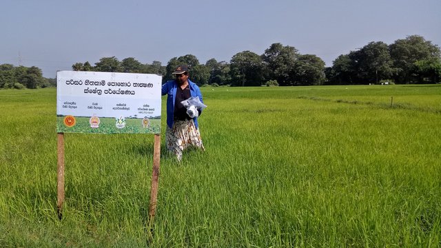 Recycling rice husks in Sri Lanka as a biochar-based slow-release urea fertilizer