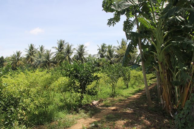 Agroforestry: Intercropping of vegetables between orange trees