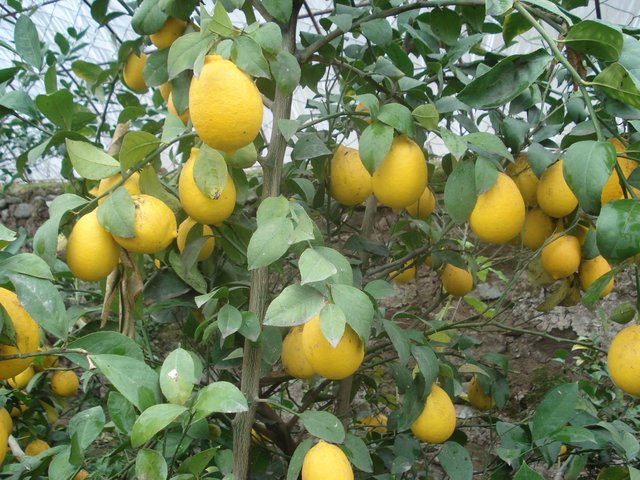 Разведение  цитрусовых культур (лимонов)- в   отдаленных аридных горных районах , в условиях  наземного  пленочного лимонария.