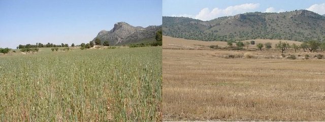 Reduced contour tillage of cereals in semi-arid environments