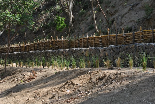 Obras de bioingeniería para evitar erosión de suelo