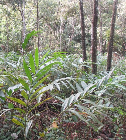 Wild cardamom plantation for sustainable forest management