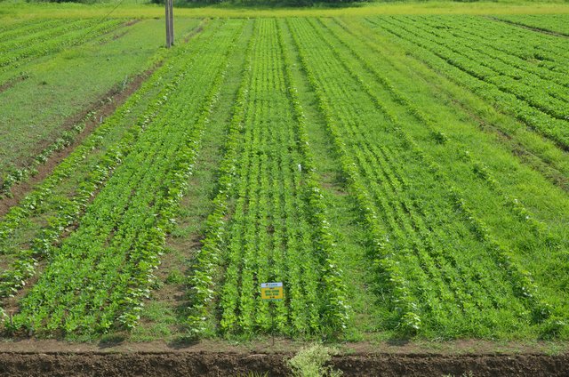 Supplemental Irrigation in a Legume-Cotton Production System