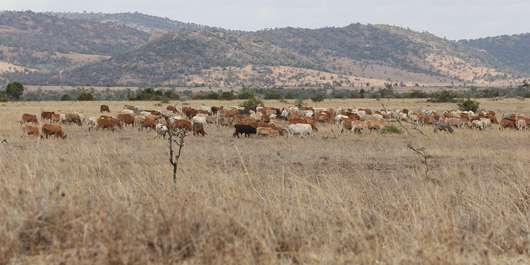 Borana Cattle