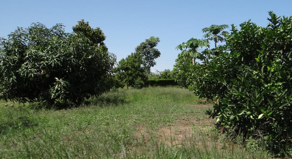 A photo showing  an Orchard of Mangoes and Oranges for Soil Fertility improvement in Gulu District.