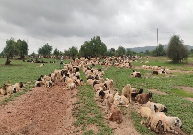 TRANSFORMING VILLAGE WASTELAND INTO A RICH PASTURE