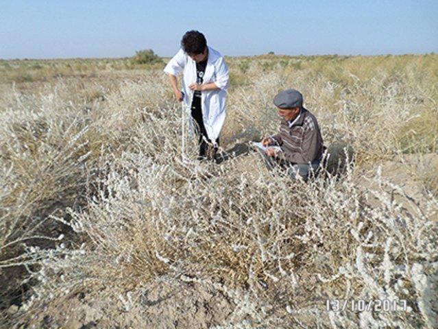 Создание осенне-зимних пастбищ в предгорной зоне Узбекистана