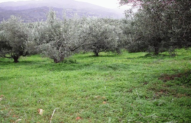 Olive groves under no-tillage operations