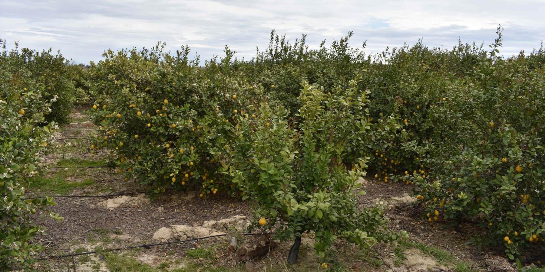 Sustainable farming of lemon trees orchard in  in southern Spain