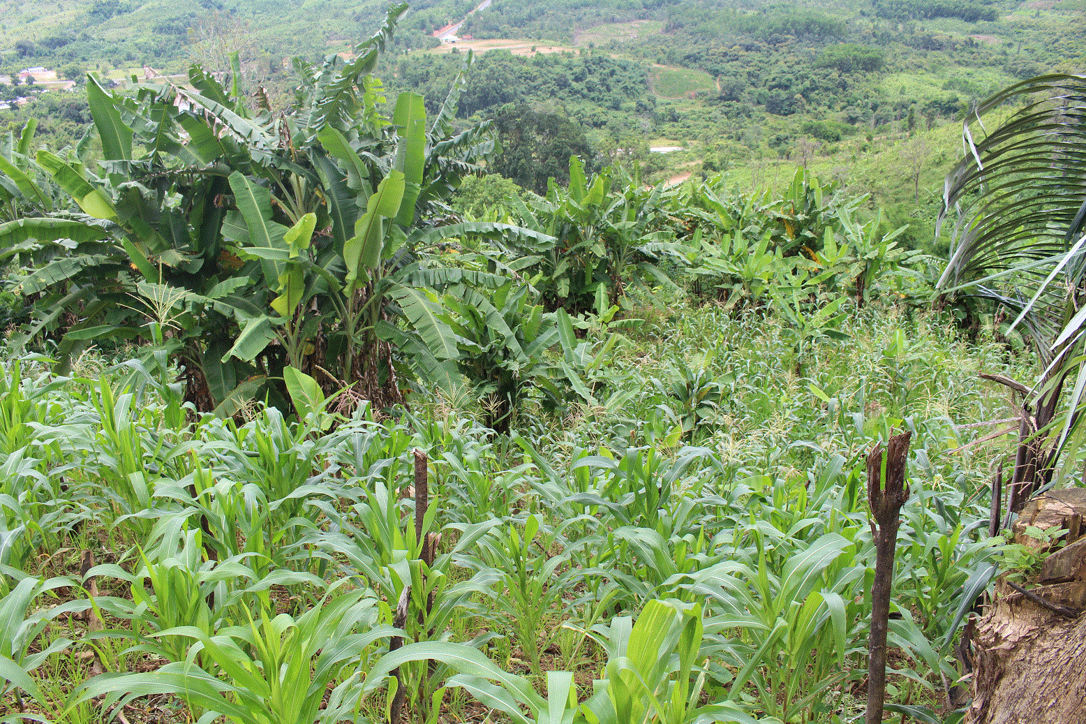 Banana cultivation in sloping land