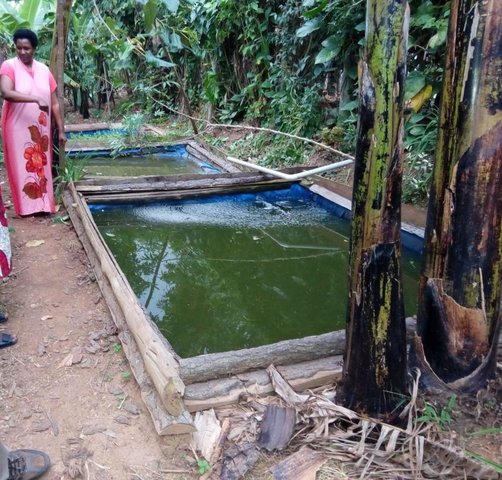Backyard fish farming in tarpaulin ponds for improved livelihood