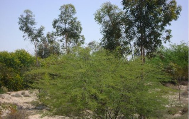 Reforestation et Fixation biologique des dunes