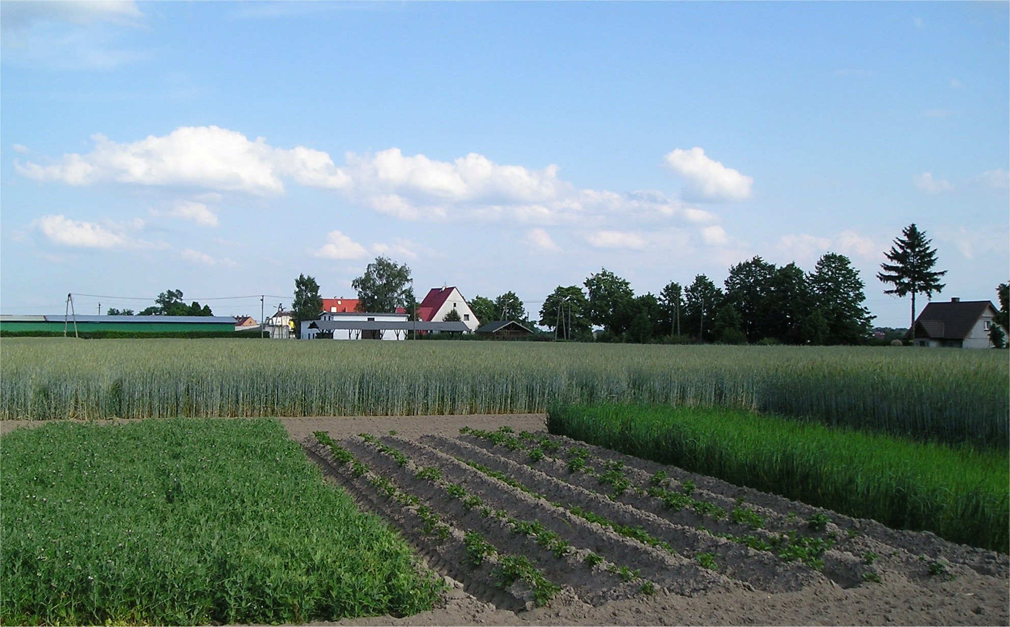 Example of fields in different crop rotation cycles: Different crops on one farm as part of crop rotations. In the front field, the "Norfolk" crop rotation sequence (potatoes, oats, peas, rye) is being applied; in the back field, rye has been grown for 58 years in a row.