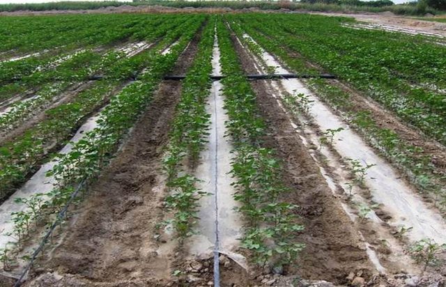 Drip irrigation under plastic mulch for cotton production in Xinjiang province, China