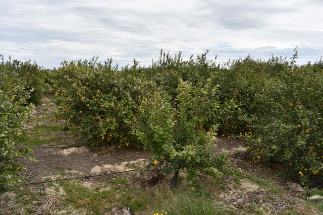 Promoción de la agricultura sostenible en huertos de limón