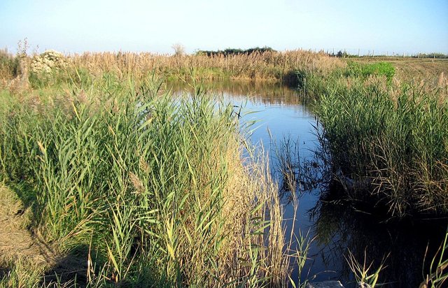 Wetland system