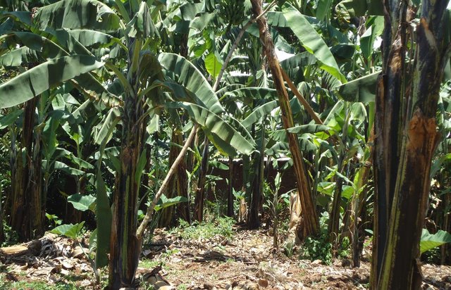 Banana manure pits and mulching