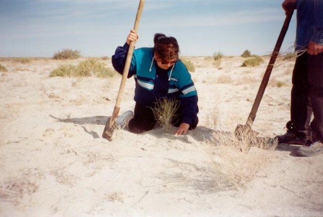 Principle of the excavated disposition of phytomeliorants on a pasturable lands of desert zone