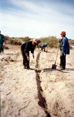 creation of meliorative plantings for struggle with erosion
