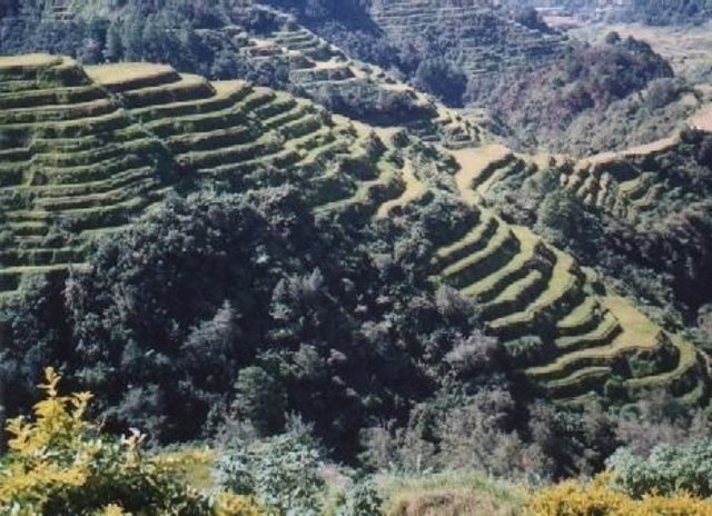 Rainfed paddy rice terraces