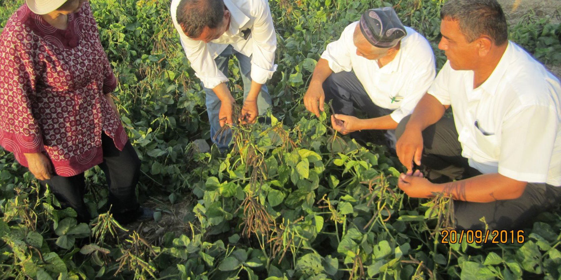 Farmers inspecting the development of the mung bean crop