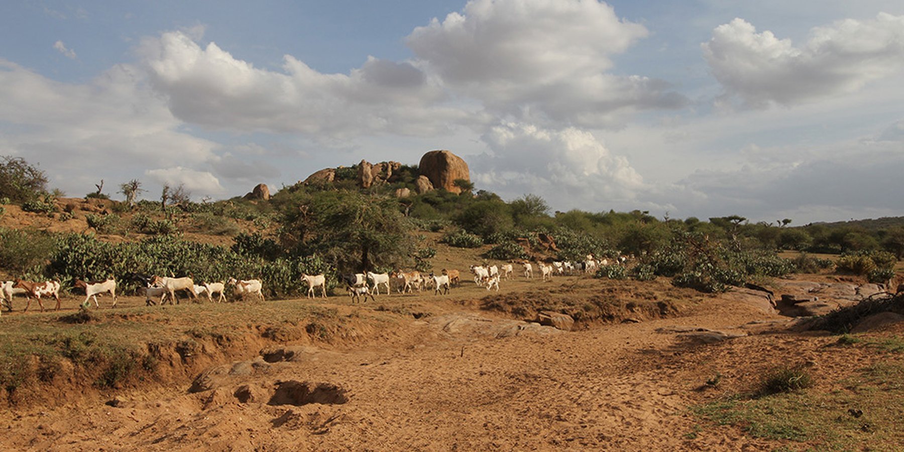 Livestock from Makurian Group Ranch