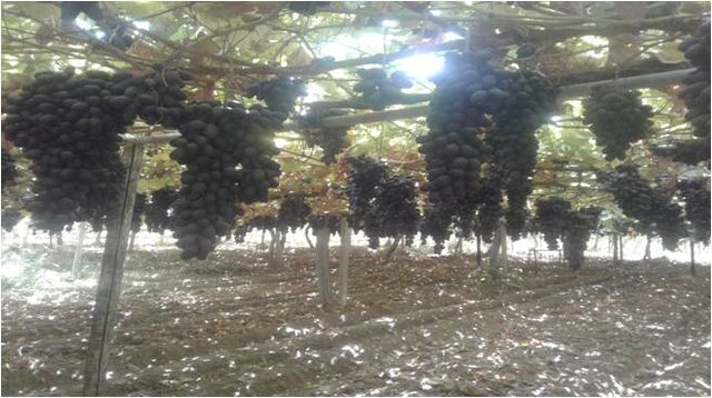: Сохранения почвенного покрова от эрозии и деградации  путем возделывания воишным системе ведения виноградников