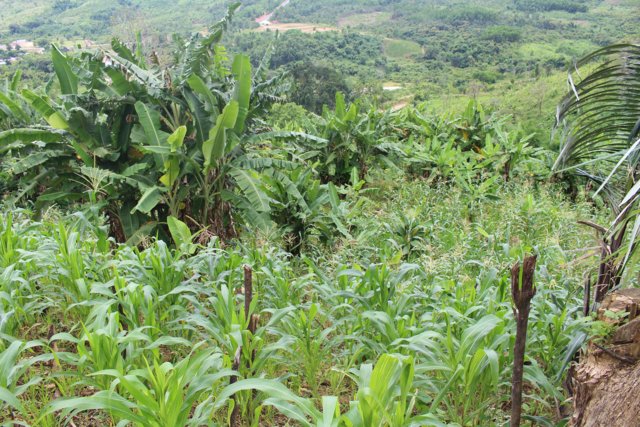Banana intercropping in sloping land