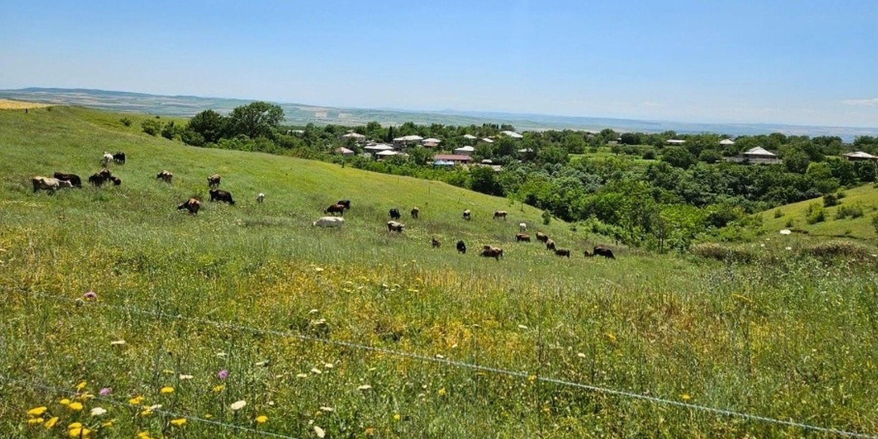 Application of Controlled Grazing in the Georgian village of Naniani, Gurjaani Municipality