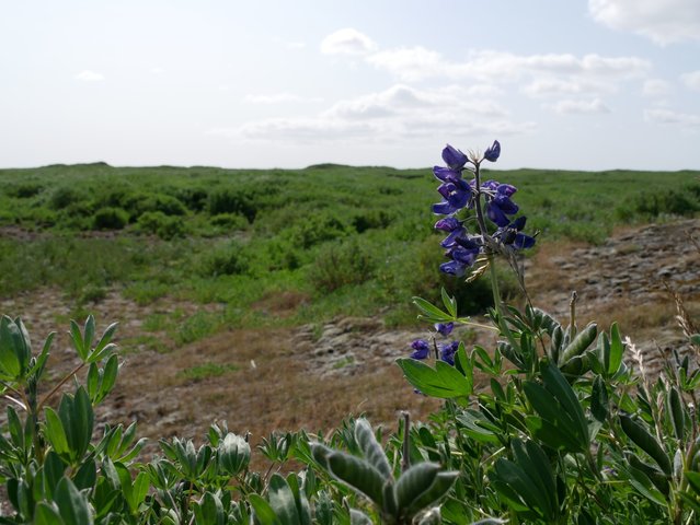 Seeding lupine for land reclamation and to protect the soil against wind erosion